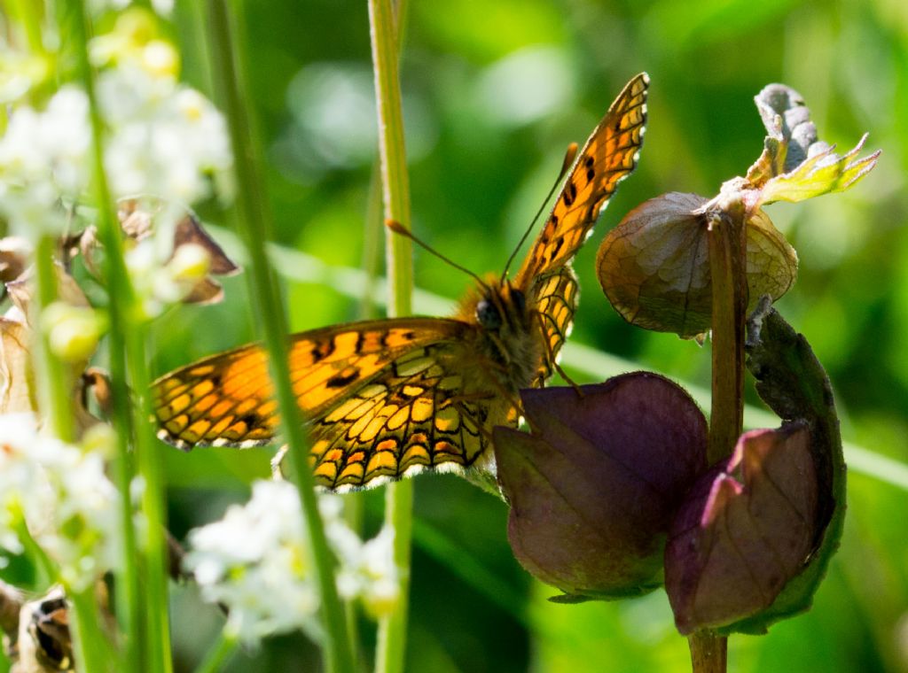 Conferma Melitaea celadussa
